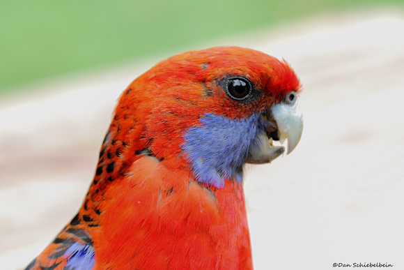 Crimson Rosella (Platycercus elegans)