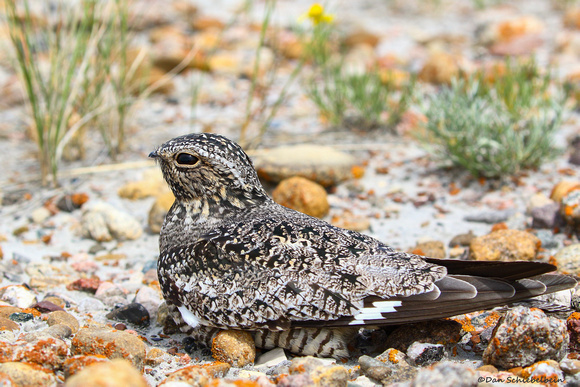 Common Nighthawk (Chordeiles minor)