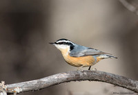 Red-breasted  (Sitta canadensis)