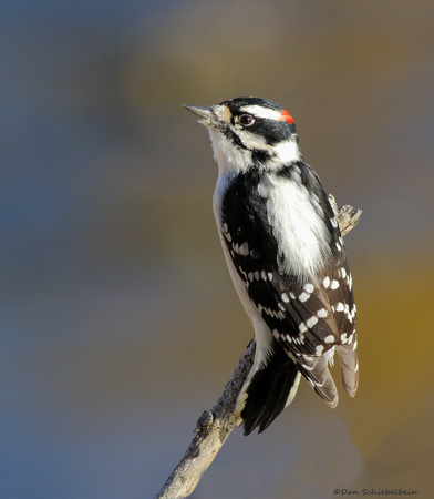 Downy Woodpecker  (Picoides pubescens)