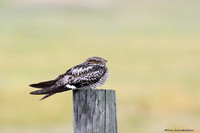 Common Nighthawk  (Chordeiles minor)
