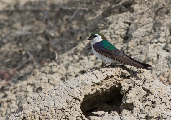 Violet-green Swallow  (Tachycineta thalassina)