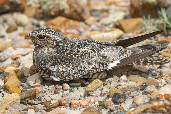 Common Nighthawk (Chordeiles minor)