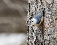 Red-breasted Nuthatch (leucistic)  (Sitta canadensis)