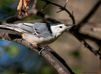 Nuthatches (family Sittidae)