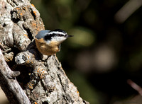 Red-breasted Nuthatch  (Sitta canadensis)
