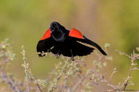 Red-winged Blackbird (Agelaius phoenicus)