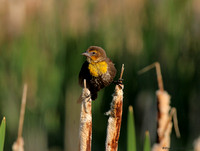 Yellow-headed Blackbird - female (xanthocephalus xanthocephalus)