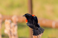 Red-winged Blackbird (Agelaius pheoniceus)
