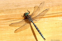 Blue-eyed Darner Dragonfly  (Rhionaeschna multicolor)