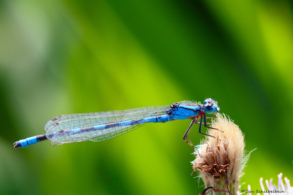 Familiar Bluet Damselfly (Enallagma civile)