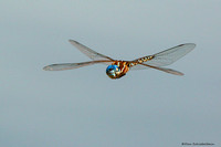 Blue-eyed Darner Dragonfly (Rhionaeschna multicolor)