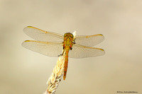 Orange Meadowhawk Dragonfly (Sympetrum spp.)