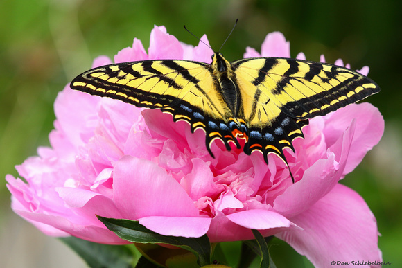 Canadian Tiger Swallowtail (Papilio canadensis)