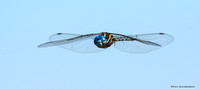 Blue-eyed Darner Dragonfly (Rhionaeschna multicolor)
