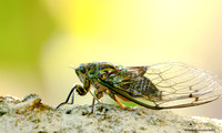 New Zealand Chorus Cicada (Amphipsalta zelandica)