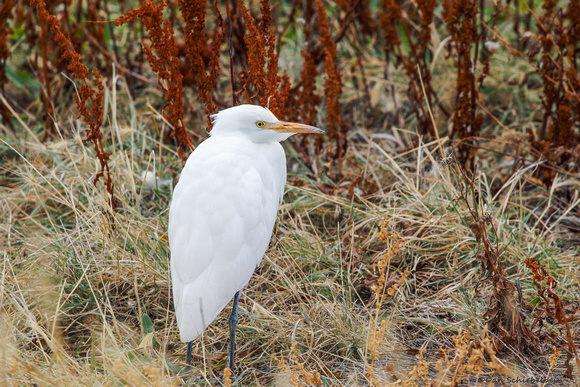 Western Cattle-Egret (Ardea ibis/coromanda)