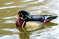 Wood Duck (Aix sponsa)