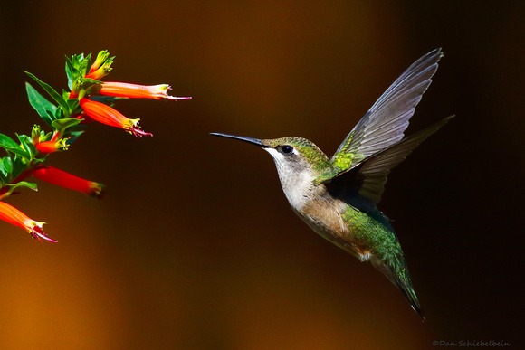 Ruby-throated Hummingbird (Archilochus colubris)