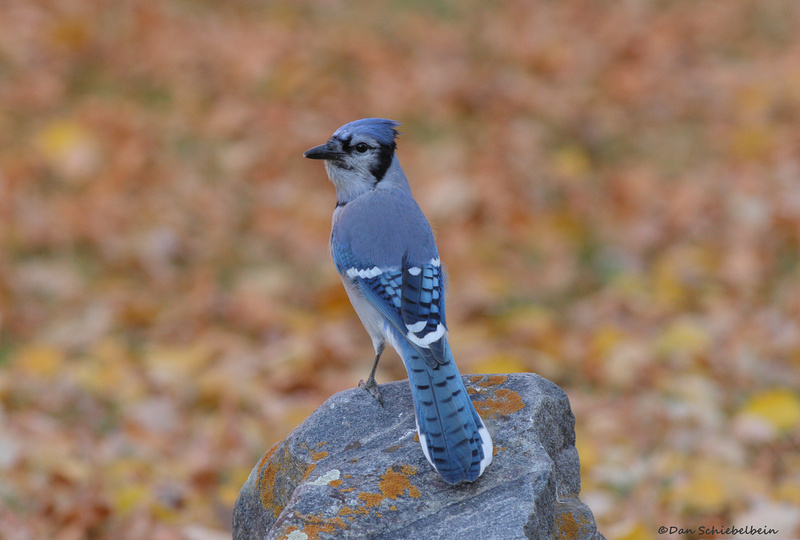 Zenfolio | Dan Schiebelbein Nature Photography | Jays, Crows, Magpies ...