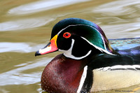 Wood Duck (Aix sponsa)