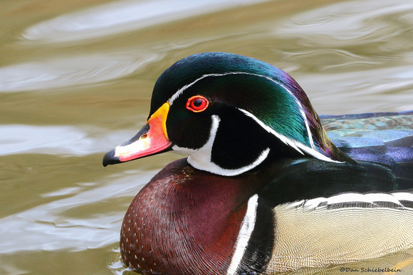 Wood Duck (Aix sponsa)