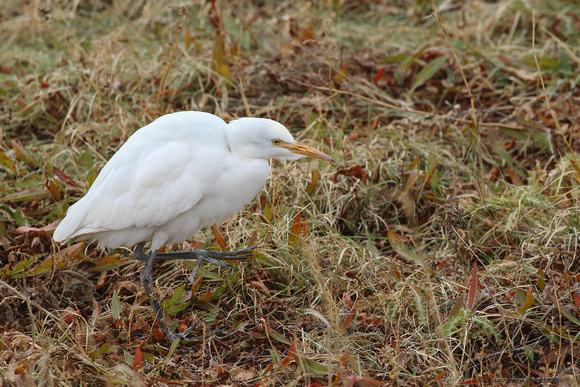 Western Cattle-Egret (Ardea ibis/coromanda)