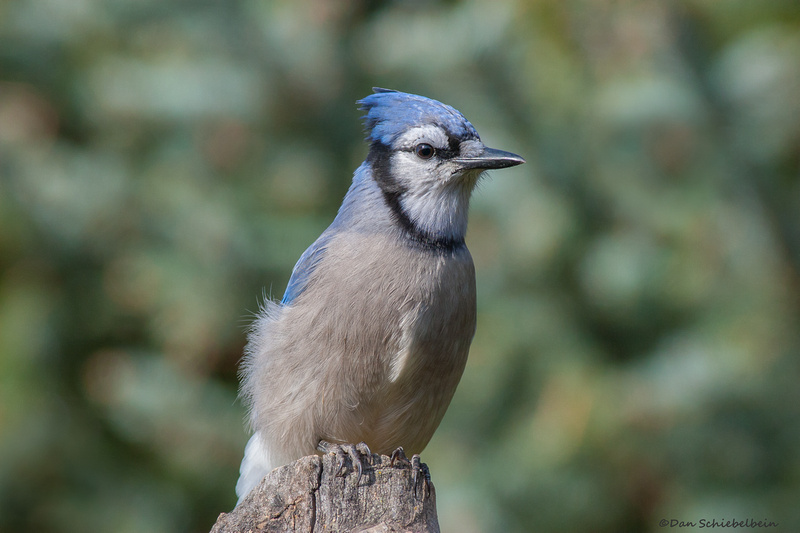 Zenfolio | Dan Schiebelbein Nature Photography | Jays, Crows, Magpies ...